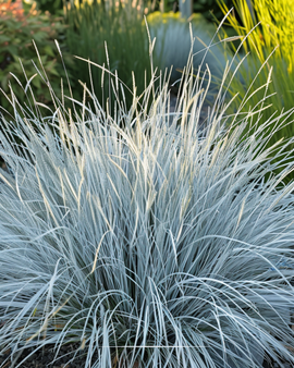 Blauschwingel Samen Festuca Glauca mehrjähriges Gras Festina Sorte