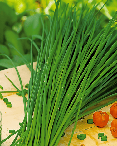 Chinesischer Schnittlauch Samen (Allium tuberosum) – mehrjähriges Kraut