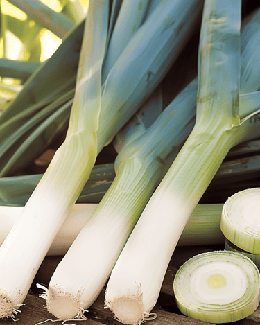 Porree Farinto Pelleted Winter Samen (Allium porrum) – einjähriges Gemüse