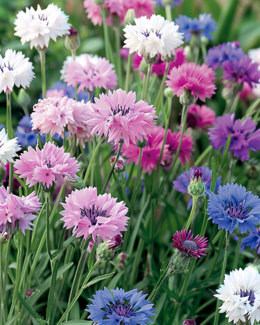 Cornflower Mixed seeds (Centaurea cyanus) – annual flower