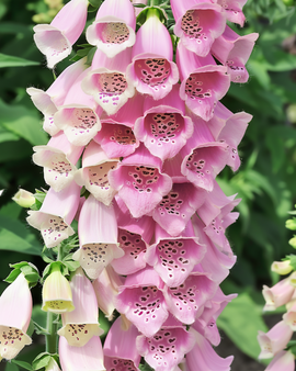 Apricot Beauty Flower Seeds Biennial Apricot Beauty