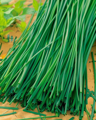Schnittlauch Prager Samen (Allium schoenoprasum) – mehrjährige Kräuterpflanze