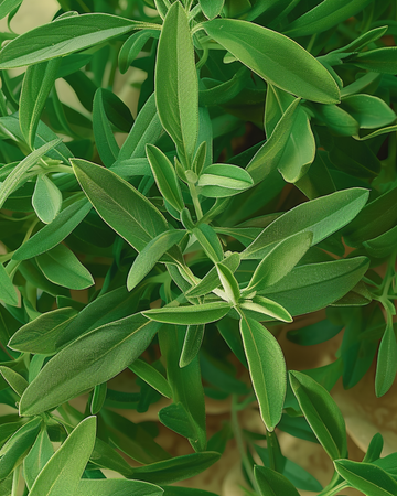 Summer Savory Garden seeds (Satureja hortensis) – annual herb
