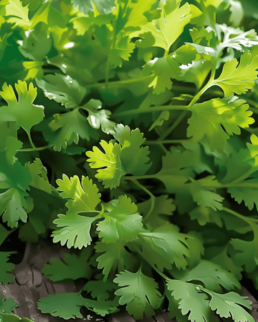 Coriander Slow Bolting Fine Leaf seeds (Coriandrum sativum) – annual herb