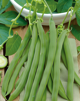 Dwarf Bean Seeds Admires Phaseolus Vulgaris Annual Variety