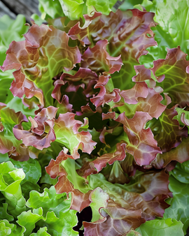 Rote Salad Bowl Pflücksalat-Samen Lactuca Sativa einjährig