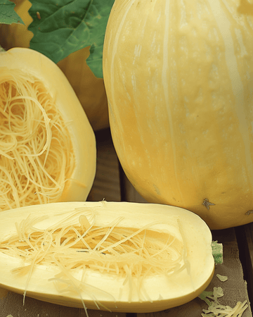 Spaghetti Squash seeds (Cucurbita pepo) – annual vegetable