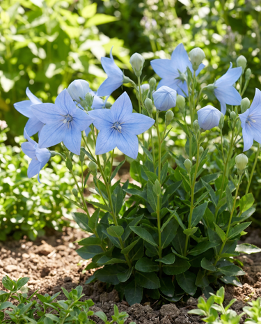 Balloon Samen (Platycodon grandiflorus) – mehrjährige Blume