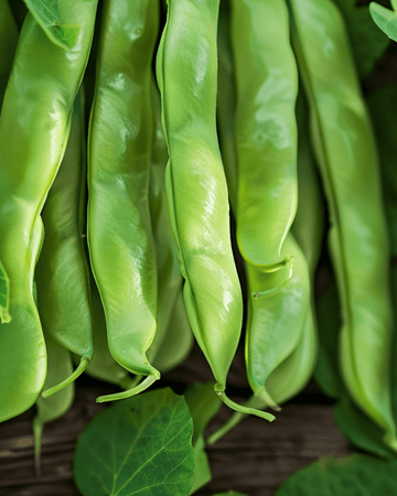 Climbing French Bean Helda 100g seeds (Phaseolus vulgaris) – annual climber