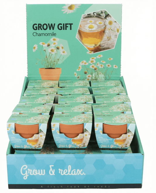 Chamomile (Matricaria chamomilla) – annual grow kit seeds from SeedsChoice
