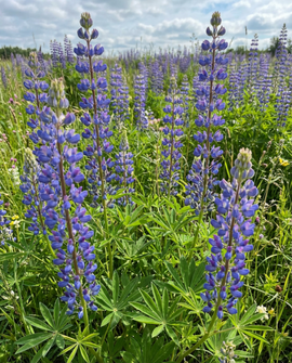 Blaue Lupine Samen Lupinus Angustifolius einjähriger Gründünger 100g
