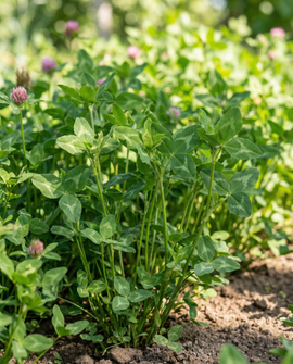 Red Clover Seeds Trifolium Pratense Perennial Green Manure 150g