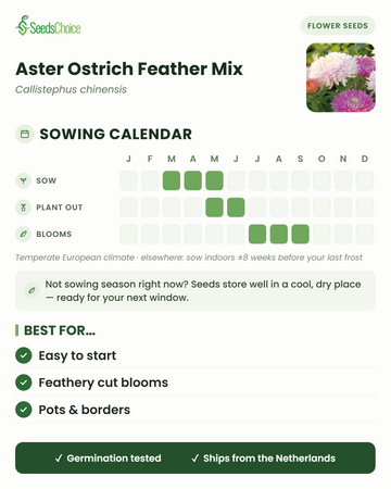 Aussaatkalender für Aster Ostrich Feather Mix im gemäßigten europäischen Klima: Aussaat März bis Mai, Auspflanzen Mai bis Juni, Blüte Juli bis September; Samen sind bis zur nächsten Aussaatsaison gut lagerfähig