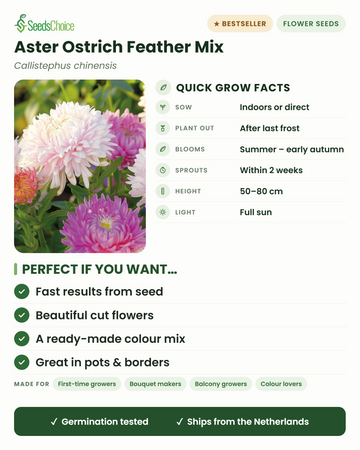Aster Ostrich Feather Mix Callistephus chinensis – Kurzinfo: Vorkultur im Haus oder Direktsaat im Frühjahr, nach den letzten Frösten auspflanzen, Blüte von Sommer bis Frühherbst, Wuchshöhe 50–80 cm, volle Sonne — federleichte Schnittblumen in einer farbenfrohen Mischung