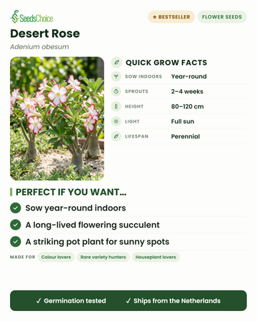 Desert Rose Adenium obesum Schnellübersicht: Aussaat ganzjährig im Haus, Keimung in 2–4 Wochen, Wuchshöhe 80–120 cm, volle Sonne — eine langlebige blühende Sukkulente für sonnige Standorte