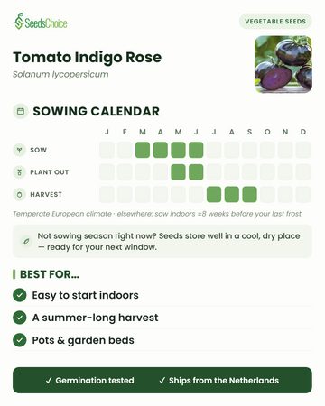Aussaatkalender für Tomato Indigo Rose im gemäßigten europäischen Klima: Aussaat März bis Juni, Auspflanzen Mai bis Juni, Ernte Juli bis September; Samen bleiben bis zur nächsten Aussaatsaison keimfähig