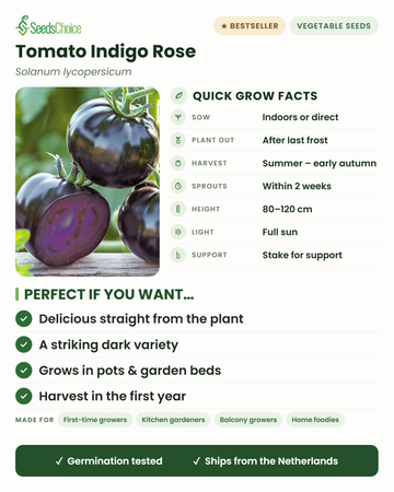 Tomate Indigo Rose – Kurzübersicht: Vorkultur im Haus oder Direktsaat im Frühjahr, Auspflanzen nach dem letzten Frost, Ernte von Sommer bis Frühherbst, Wuchshöhe 80–120 cm mit Stütze, volle Sonne — eine auffällige, dunkelfruchtige Tomatensorte