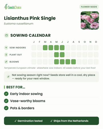Aussaatkalender für Lisianthus Pink Single im gemäßigten europäischen Klima: Vorkultur im Haus März bis Juni, Auspflanzen Mai bis Juni, Blüte Mai bis August; Samen bleiben bis zur nächsten Aussaatsaison keimfähig