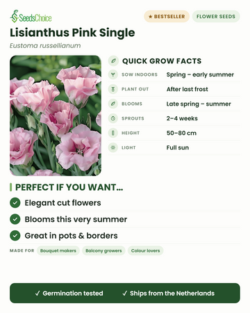 Lisianthus Pink Single Eustoma russellianum Schnellübersicht: Vorkultur im Haus im Frühling bis Frühsommer, nach dem letzten Frost auspflanzen, Blüte von Spätfrühling bis Sommer, Wuchshöhe 50–80 cm, volle Sonne — elegante Schnittblumen