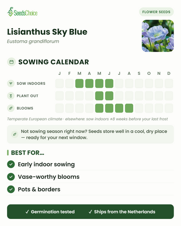 Aussaatkalender für Lisianthus Sky Blue im gemäßigten europäischen Klima: Vorkultur im Haus März bis Juni, Auspflanzen Mai bis Juni, Blüte Mai bis August; Samen bleiben bis zur nächsten Aussaatsaison keimfähig