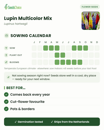 Aussaatkalender für Lupin Multicolor Mix im gemäßigten europäischen Klima: Aussaat März bis Mai oder August bis Oktober, Blüte Mai bis September; Samen bleiben bis zur nächsten Aussaatsaison keimfähig