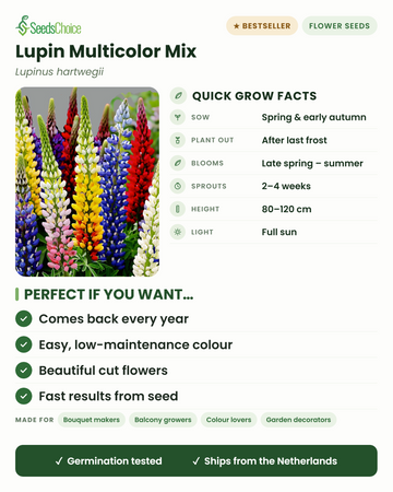 Lupin Multicolor Mix Lupinus hartwegii – schnelle Anbauinfos: Aussaat im Frühjahr oder frühen Herbst, Auspflanzen nach dem letzten Frost, Blüte von Spätfrühling bis Sommer, Wuchshöhe 80–120 cm, volle Sonne — eine mehrjährige Pflanze, die jedes Jahr wiederkehrt