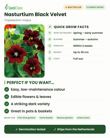 Nasturtium Black Velvet Tropaeolum majus – wichtige Anbauinfos: Direktsaat von Frühjahr bis Frühsommer, Blüte von Sommer bis Herbst, Wuchshöhe bis 30 cm, volle Sonne — essbare Blüten und eine beeindruckende, dunkel gefärbte Sorte