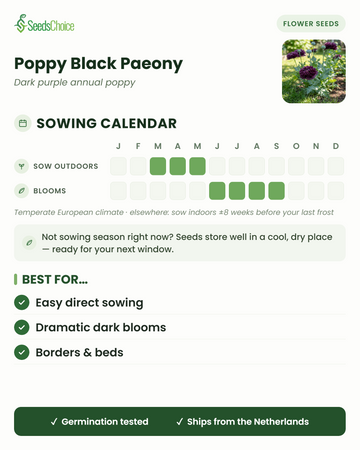 Aussaatkalender für Poppy Black Paeony im gemäßigten europäischen Klima: Direktsaat März bis Mai, Blüte Juni bis September; Samen bleiben bis zur nächsten Aussaatsaison keimfähig