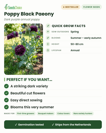 Mohnblume Black Paeony – schnelle Anbauinfos: Direktsaat im Frühling, Blüte von Sommer bis Frühherbst, Wuchshöhe 50–80 cm, einjährig — eine ausdrucksstarke dunkle Sorte und wunderschöne Schnittblume