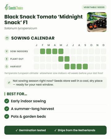 Aussaatkalender für Black Snack Tomate Midnight Snack F1 im gemäßigten europäischen Klima: Vorkultur im Haus Februar bis Mai, Auspflanzen Mai bis Juni, Ernte Juni bis September; Samen sind bis zur nächsten Aussaatsaison gut lagerfähig