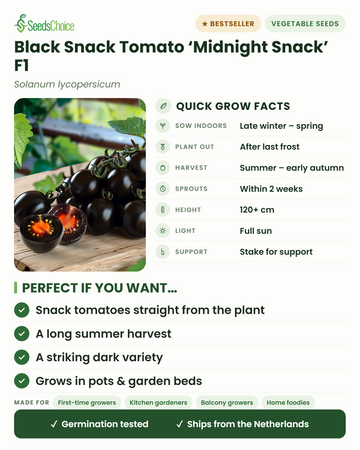 Schwarze Snack-Tomate Midnight Snack F1 – wichtige Anbauinfos: Vorkultur im Haus von spätem Winter bis Frühjahr, nach dem letzten Frost ins Freie pflanzen, Ernte von Sommer bis frühen Herbst, Wuchshöhe 120+ cm, volle Sonne — Hauptvorteile und für wen diese Snack-Tomate geeignet ist