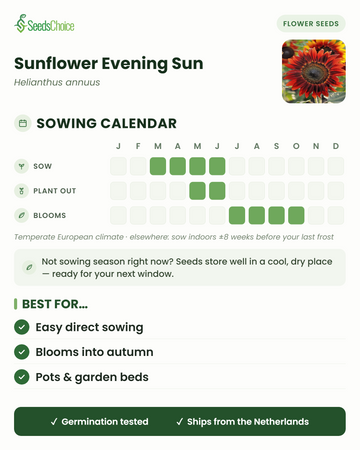 Aussaatkalender für Sunflower Evening Sun im gemäßigten europäischen Klima: Aussaat März bis Juni, Auspflanzen Mai bis Juni, Blüte Juli bis Oktober; Samen bleiben bis zur nächsten Aussaatsaison keimfähig