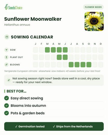 Aussaatkalender für Sunflower Moonwalker im gemäßigten europäischen Klima: Aussaat März bis Juni, Auspflanzen Mai bis Juni, Blüte Juli bis Oktober; Samen bleiben bis zur nächsten Aussaatsaison keimfähig