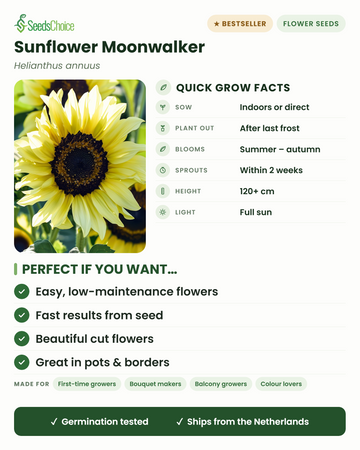 Sonnenblume Moonwalker – schnelle Anbauinfos: Vorkultur im Haus oder Direktsaat im Frühling, nach dem letzten Frost auspflanzen, Blüte von Sommer bis Herbst, Wuchshöhe 120+ cm, volle Sonne — einfache, schnell wachsende Blumen für Kübel und Beete