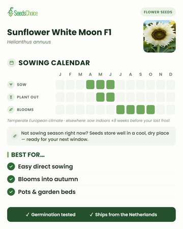 Aussaatkalender für Sunflower White Moon F1 im gemäßigten europäischen Klima: Aussaat April bis Juni, Auspflanzen Mai bis Juni, Blüte Juli bis Oktober; Samen bleiben bis zur nächsten Aussaatsaison keimfähig