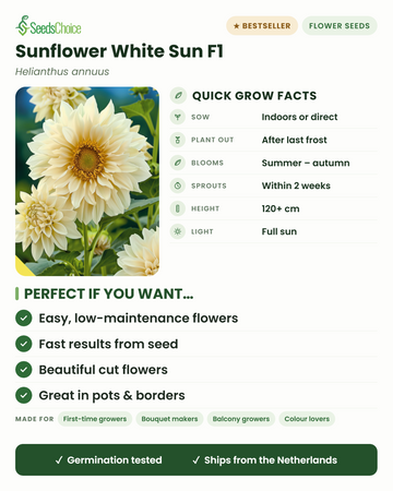 Sonnenblume White Sun F1 – wichtige Anbauinfos: Vorkultur im Haus oder Direktsaat im Frühling, nach dem letzten Frost auspflanzen, Blütezeit Sommer bis Herbst, Wuchshöhe 120+ cm, volle Sonne — wichtige Vorteile und für wen diese weiße Sonnenblume geeignet ist