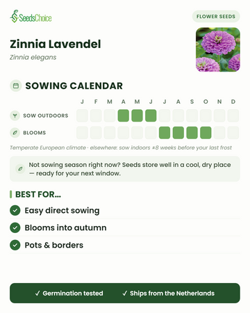 Aussaatkalender für Zinnia Lavendel im gemäßigten europäischen Klima: Direktsaat April bis Juni, Blüte Juli bis Oktober; Samen bleiben bis zur nächsten Aussaatsaison keimfähig