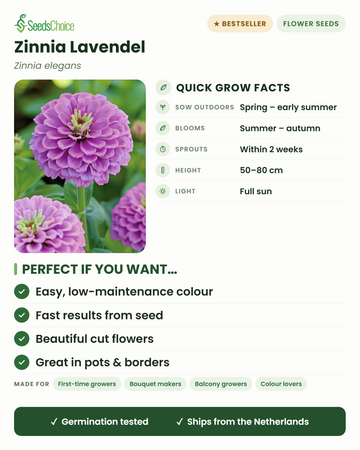 Lavendel-Zinnie Zinnia elegans – Schnellübersicht: Direktsaat von Frühjahr bis Frühsommer, Blüte von Sommer bis Herbst, Wuchshöhe 50–80 cm, volle Sonne – pflegeleichte Schnittblumen